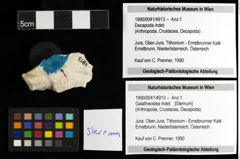 Foto (Objekt + Etiketten) von Galatheoidea indet. 
